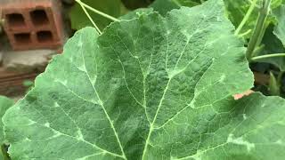 5M Harvesting Pumpkin Vine amp Leaves for Food  small garden in Saigon [upl. by Dirk]