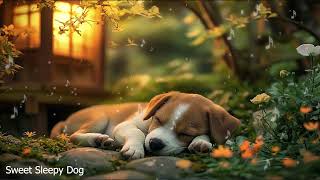 Puppy Sleep Music for Dogs🐶Reduce your pets anxiety stress🐶💖Comfort your dog🎵 [upl. by Bamford295]