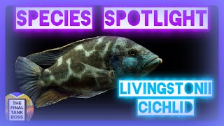 Species Spotlight Livinstonii Cichlid Great beginner Hap [upl. by Dnalram402]