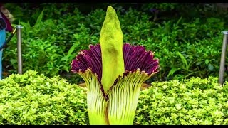 Corpse Flower Timelapse Video Chicago Botanic Garden [upl. by Ahsimed135]