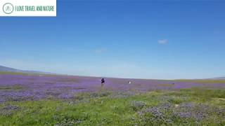 Purple wildflower phacelia super bloom 2019 at Carrizo Plain National Monument [upl. by Coussoule2]