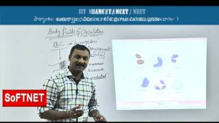 ZOOLOGY  Body Fluids amp Circulation  P1  CHPraveen Kumar [upl. by Atsylak]