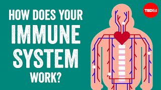 How does your immune system work  Emma Bryce [upl. by Hagai]