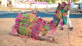 Camel Dance Competition at Pushkar Fair Rajasthan  Amazing Camel Dance [upl. by Koressa]