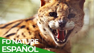 Fuerzas Especiales Animales  Equipamiento Especial  Free Documentary Nature  Español [upl. by Meta]