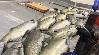 Spawning Salmon on Lake Oahe [upl. by Bigod]