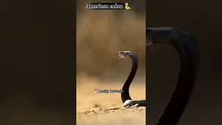 indian cobra funny video  🤣 comedy video short [upl. by Rutledge]