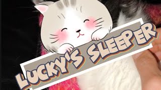 Luckys sleeperIl dormiente di Lucky cat kitten relaxing relax foryou [upl. by Llevol816]