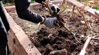 Storing Dahlia Tubers for Winter [upl. by Darleen330]