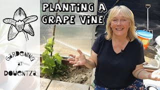 Planting a Grape Vine in the Greenhouse  Best Choice amp Framework Pruning [upl. by Ahmad]