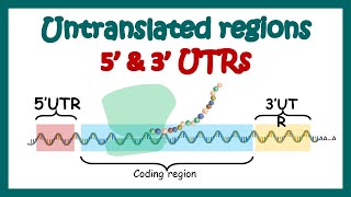 Untranslated regions  how 5 and 3 UTRs regulate transcription and translation  3 and 5 UTR [upl. by Arawaj]