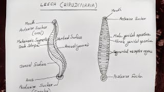 LEECH HIRUDINARIA DIAGRAM FOR CLASS 11 BIOLOGY [upl. by Chor]