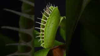 Venus fly trap [upl. by Bred]