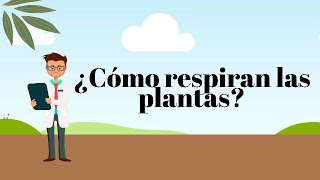 ¿Cómo respiran las plantas [upl. by Ranson749]