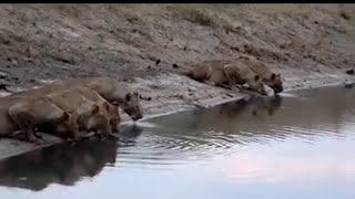 Nkuhuma Lion Pride Quenching their thirst  Beautiful Pride  21 October 2024 [upl. by Notneb253]