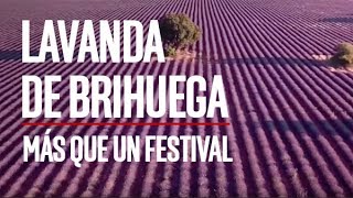 LAVANDA DE BRIHUEGA MÁS QUE UN FESTIVAL [upl. by Llerraf]