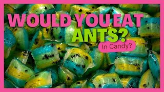 Would You Eat Candy with Ants in it [upl. by Bedell]