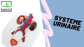 Système urinaire ISPITS Anatomie S1 [upl. by Aggri]