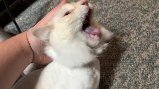 Dad Comforting His Cat During a Seizure [upl. by Mansoor]