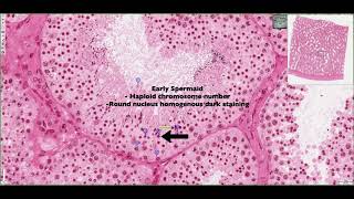 Histology of the Seminiferous Tubules amp Interstitium 4K [upl. by Eatnohs]