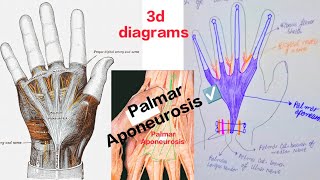 Palmar Aponeurosis and fibrous flexor sheath of finger simplified with 3d diagrams  Medical Medics [upl. by Nefen]