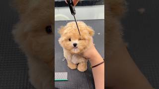 She found this cute dog😍 shorts youtubeshorts dog [upl. by Kirsti]