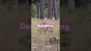 3 deer in Mogollon Rim Arizona [upl. by Ylecara]