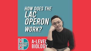 ALevel Biology  How does the lac operon work [upl. by Tiossem]