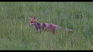 Ein Fuchs mit Räude befallen Aufnahme 2023 [upl. by Aivekahs]