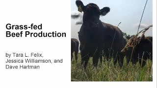 Grassfed Beef Production [upl. by Oriel]