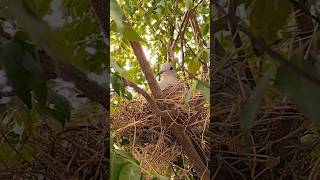 Beautiful Bird Nest In My garden🏡nature youtube shorts [upl. by Arny846]