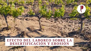 Efecto del laboreo sobre la desertificación y erosión de los viñedos [upl. by Aramot560]