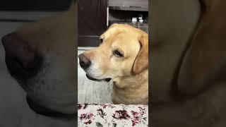 Funny dog video 😂😂😂😂😂😂😂😂 [upl. by Earised]