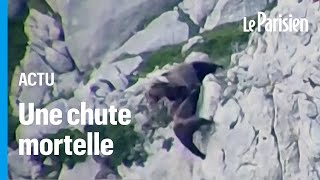 Deux ours font une chute impressionnante après un combat à flanc de montagne en Espagne [upl. by Lilaj25]