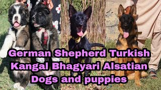 German Shepherd Turkish Kangal Bhagyari Alsatian Dogs and puppies 03139393944 dog [upl. by Eed]