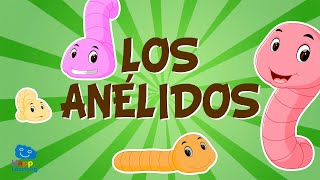 LOS ANÉLIDOS Animales invertebrados  Vídeos educativos para niños [upl. by Dougal]