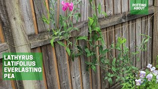 Lathyrus latifolius everlasting pea update [upl. by Blair]