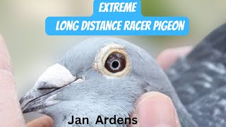 Jan Aarden Racing Pigeons  Jan Aarden Pigeons  Machiel Bujik  Kalapati  Extreme Long Distance [upl. by Ytak]