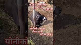 rago le buffalo lai pachhadi bata chhirauda paatheghar phutyo share subscribe shorts animals [upl. by Nednil]