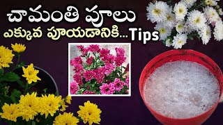 చామంతులు గుత్తులుగా పూయడానికి tips and fertilizers  chamanthi plant care  chamanthi cuttings [upl. by Eemyaj]