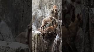 How Mountain Goats Master the Art of Climbing [upl. by Lyudmila160]