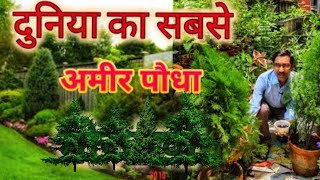 दुनिया का सबसे अमीर पौधा 5 मिनट में होता है चमत्कार  Finest Vastu Plant on Earth [upl. by Elwin344]