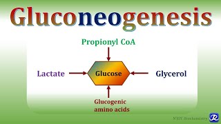 15 Gluconeogenesis1  Carbohydrates Metabolism  Biochemistry NJOY Biochemistry [upl. by Axe]