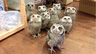 Owl  A Funny Owls And Cute Owls Compilation  NEW [upl. by Lilahk44]