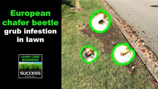 European chafer beetle grub infestation in lawn [upl. by Ayanal944]