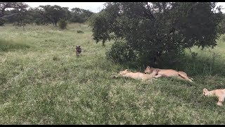 Warthog runs right into a pride of lions [upl. by Lenwood]