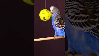 Birdie ballad for the bouncy buddy 🥰😍💕 budgies [upl. by Lorie]