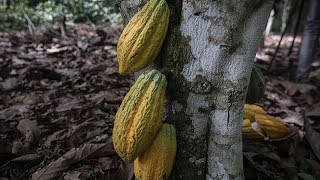 Ghana  vers une augmentation du prix du cacao [upl. by Kalfas]