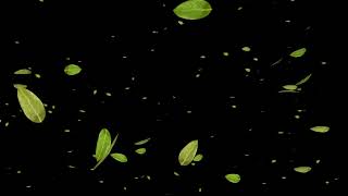 Green Leaves Falling Black Screen video loops [upl. by Asin]