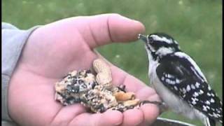 Hand Feed Birds [upl. by Aylward]